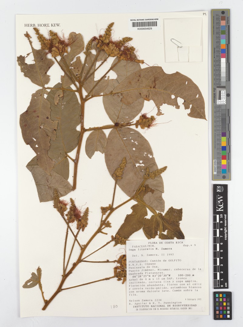 Inga litoralis photo 5