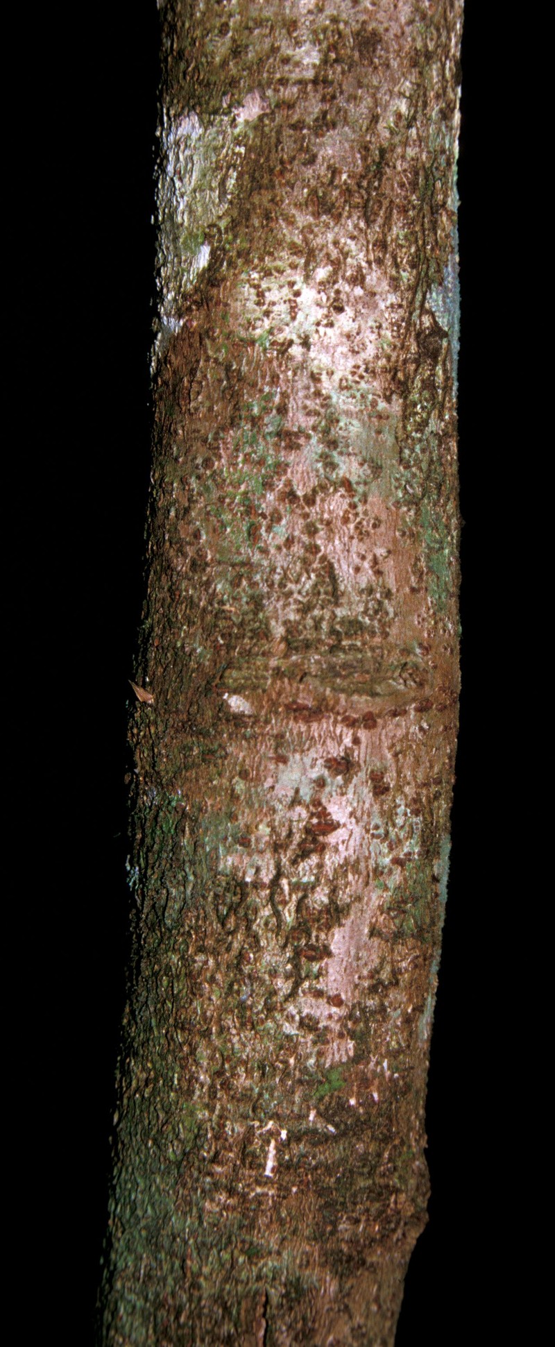 Inga lomatophylla