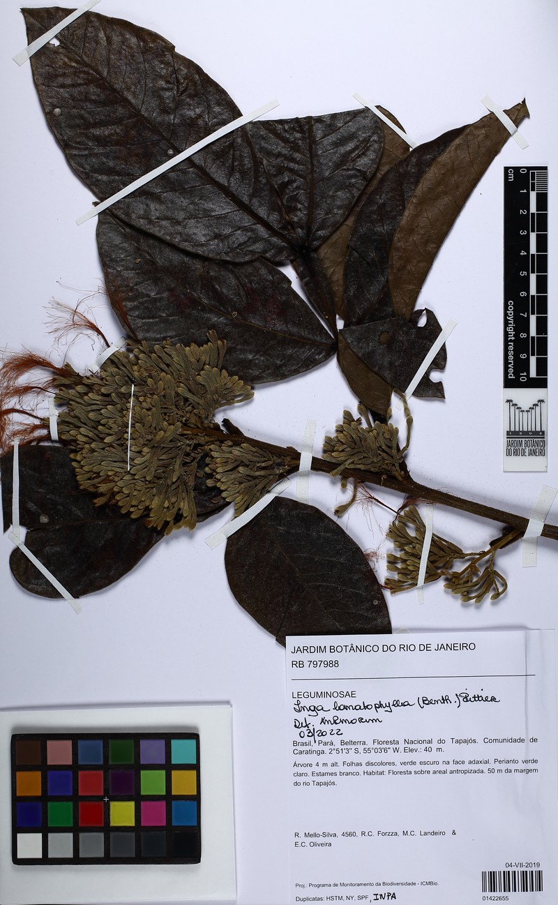 Inga lomatophylla photo 2