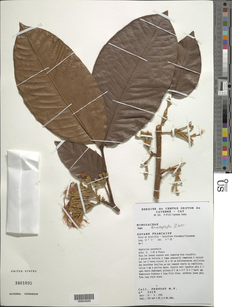 Inga lomatophylla photo 3
