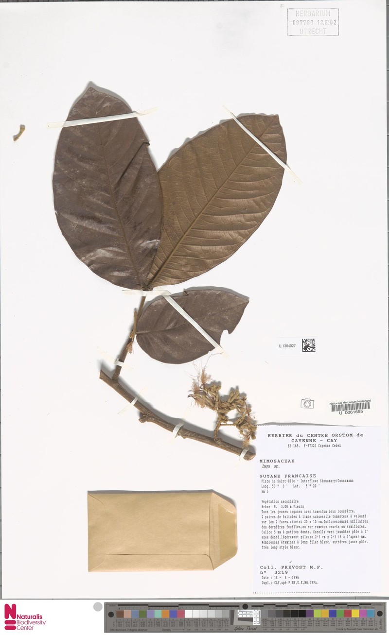 Inga lomatophylla photo 4