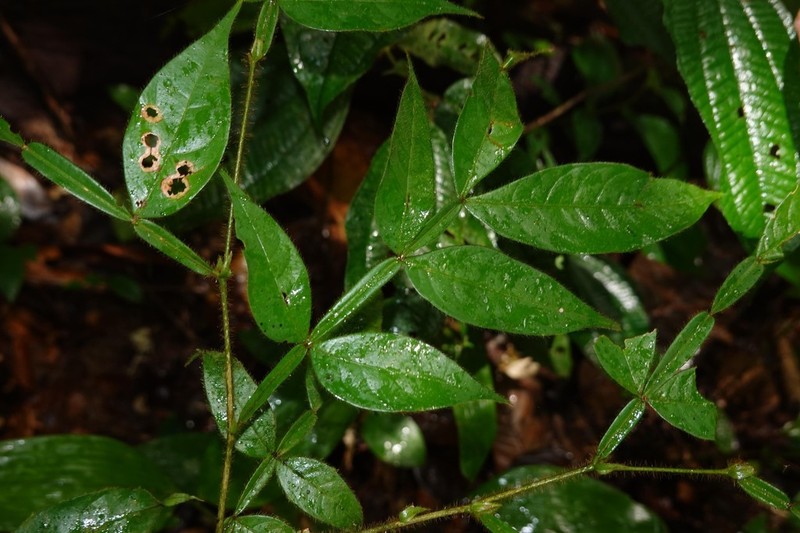 Inga longiflora