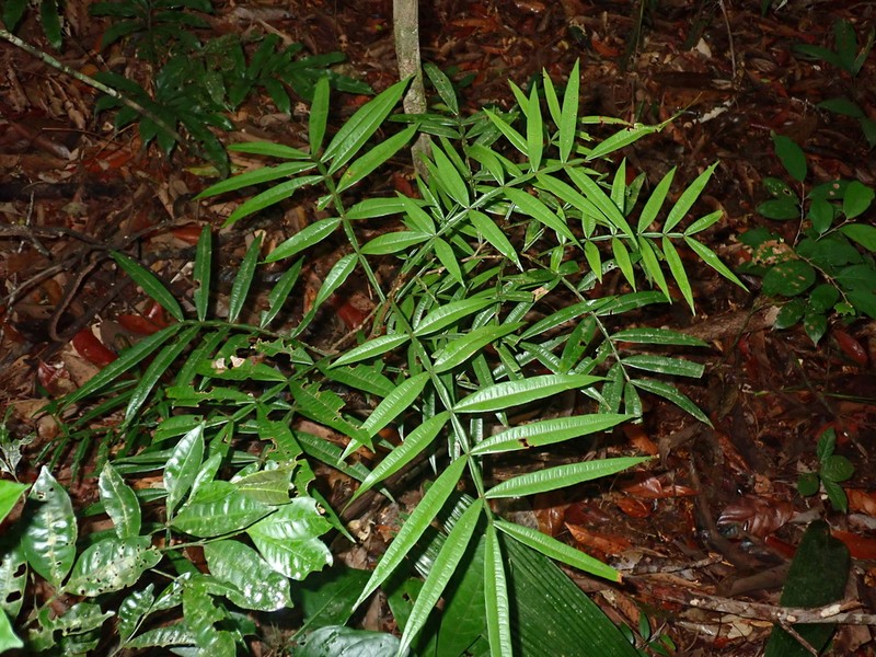 Inga longiflora photo 2
