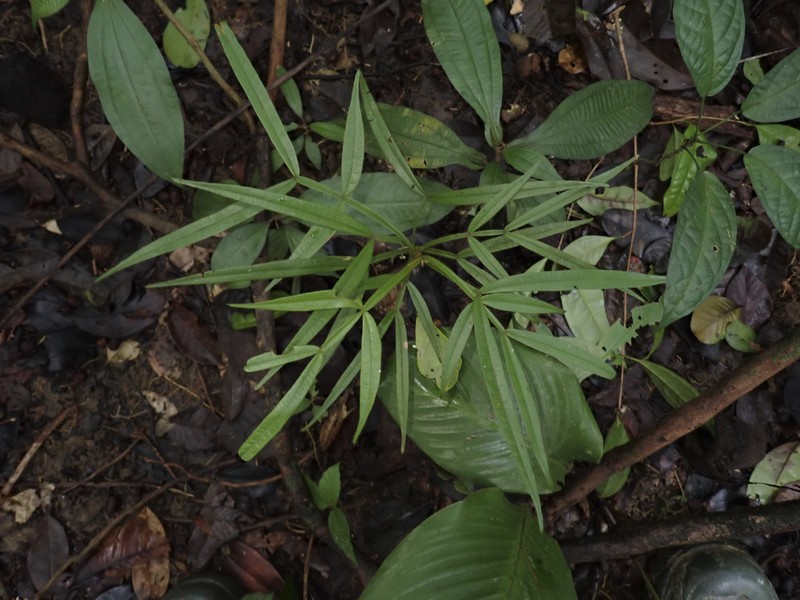 Inga longiflora photo 3