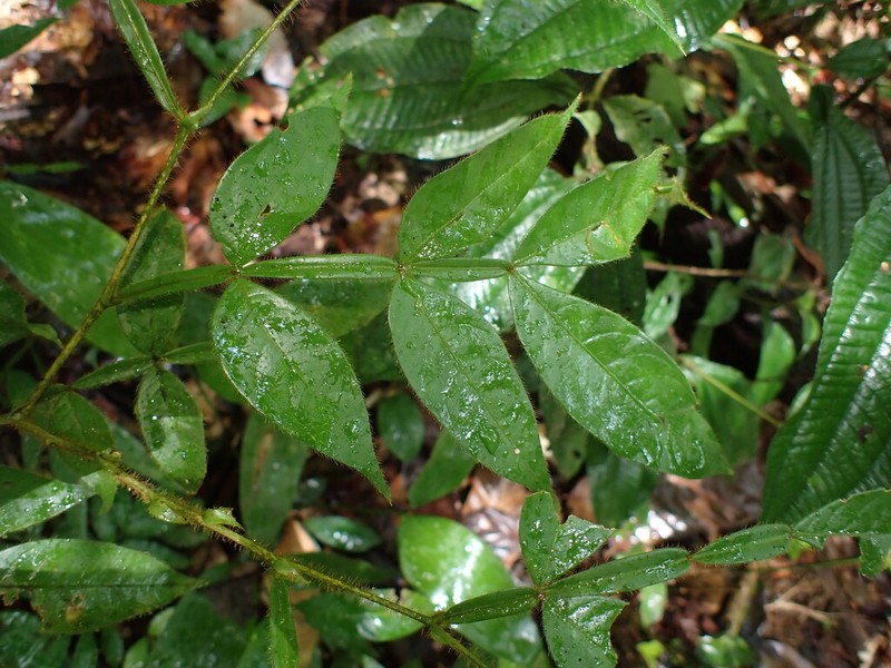 Inga longiflora photo 4