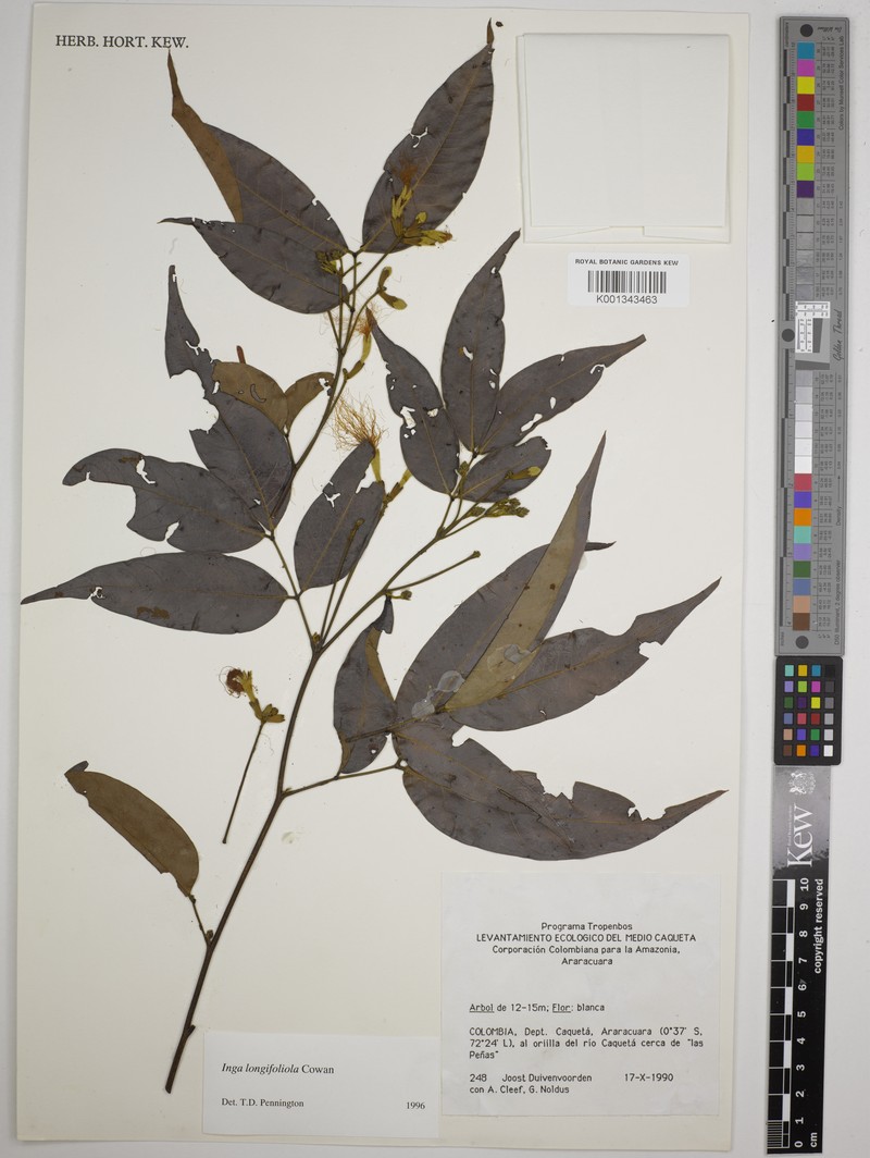 Inga longifoliola