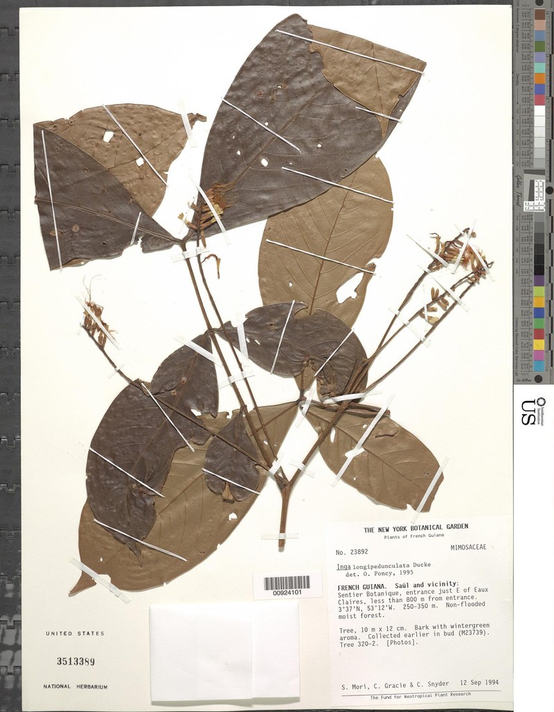 Inga longipedunculata photo 2