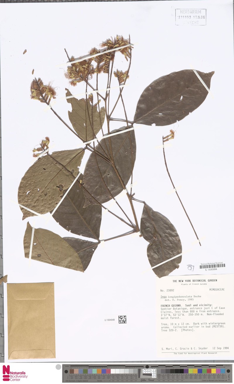 Inga longipedunculata photo 3