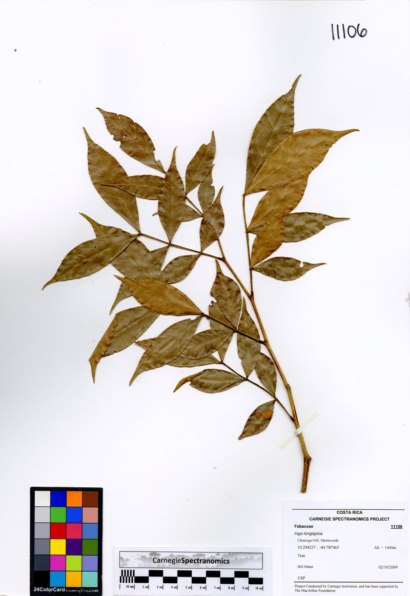 Inga longispica