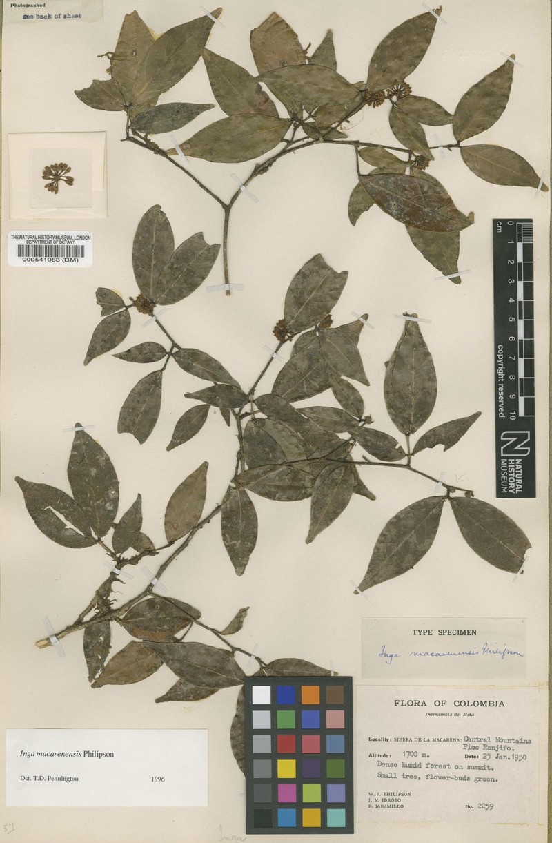 Inga macarenensis