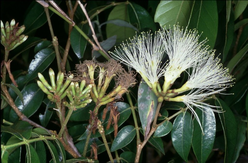 Inga macrantha