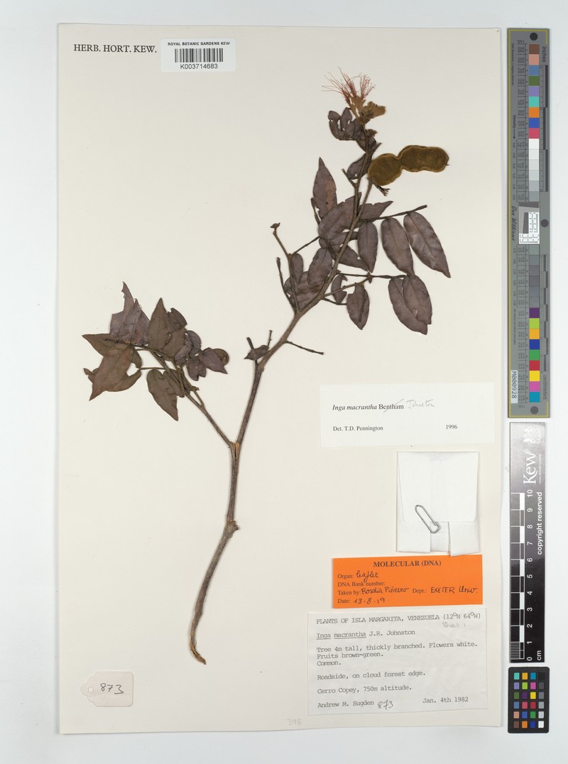 Inga macrantha photo 2