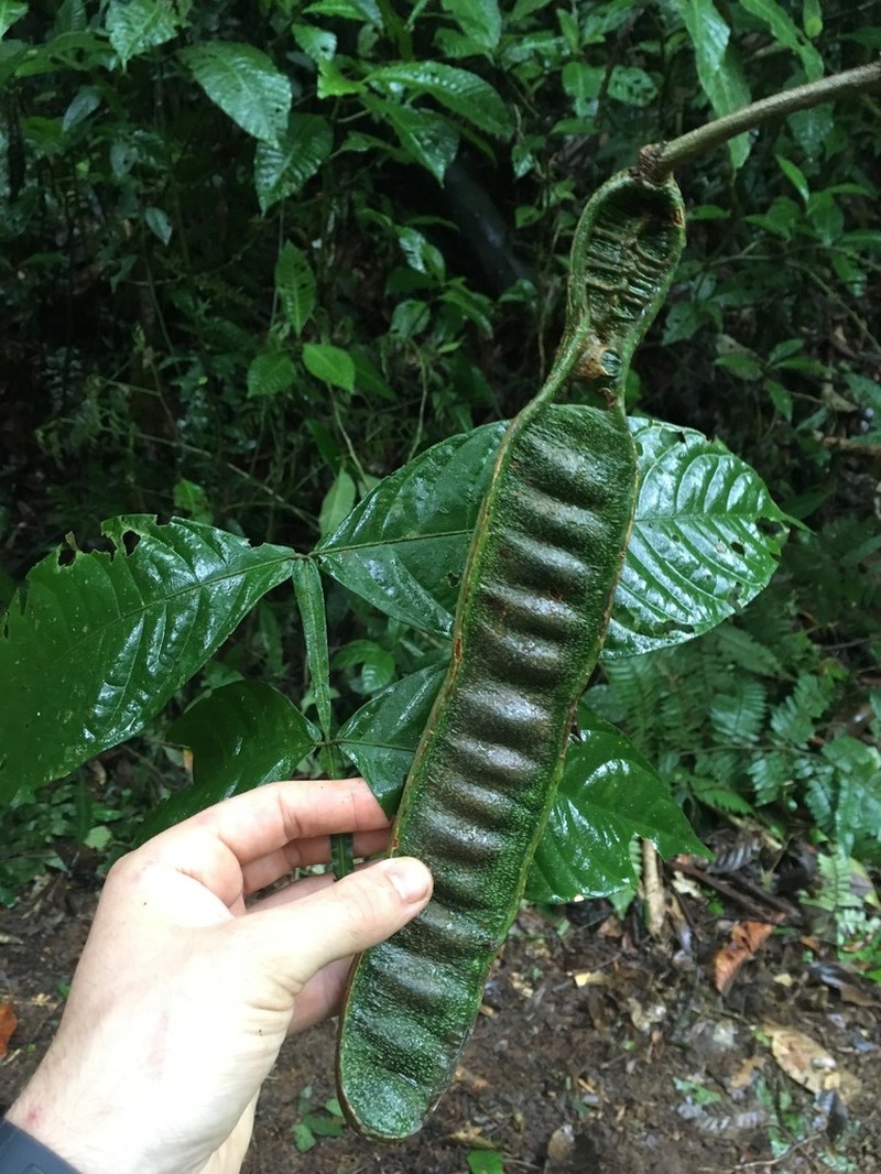 Inga macrophylla