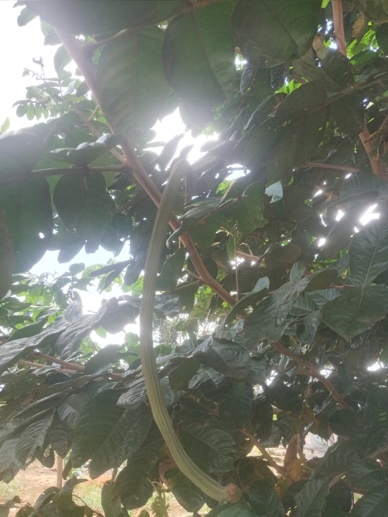Inga macrophylla photo 2