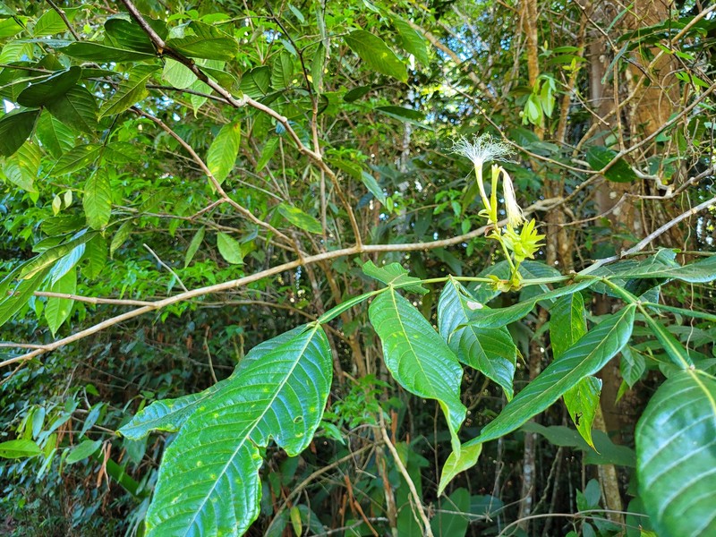 Inga macrophylla photo 7