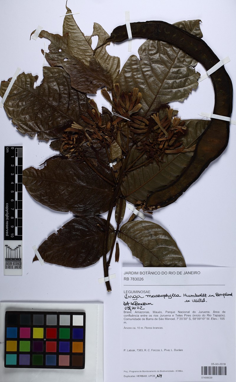 Inga macrophylla photo 8