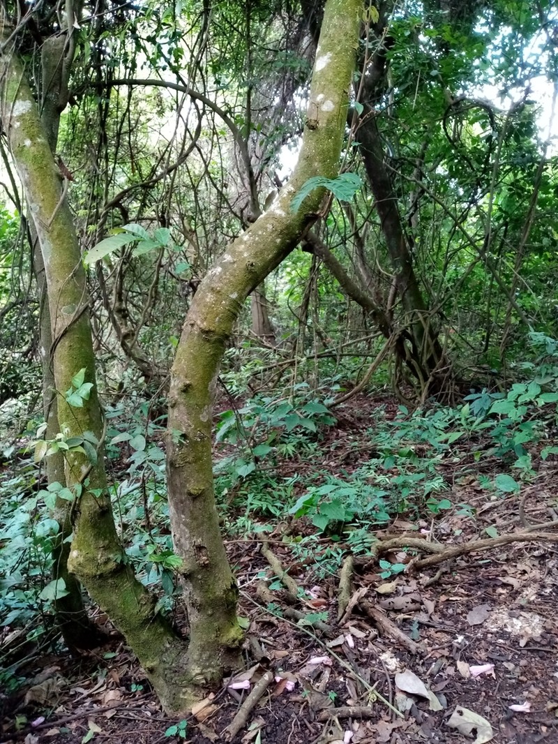Inga manabiensis