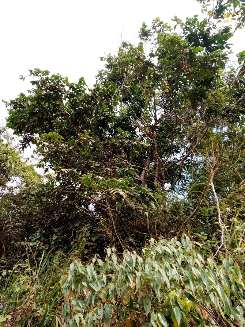 Inga manabiensis photo 2