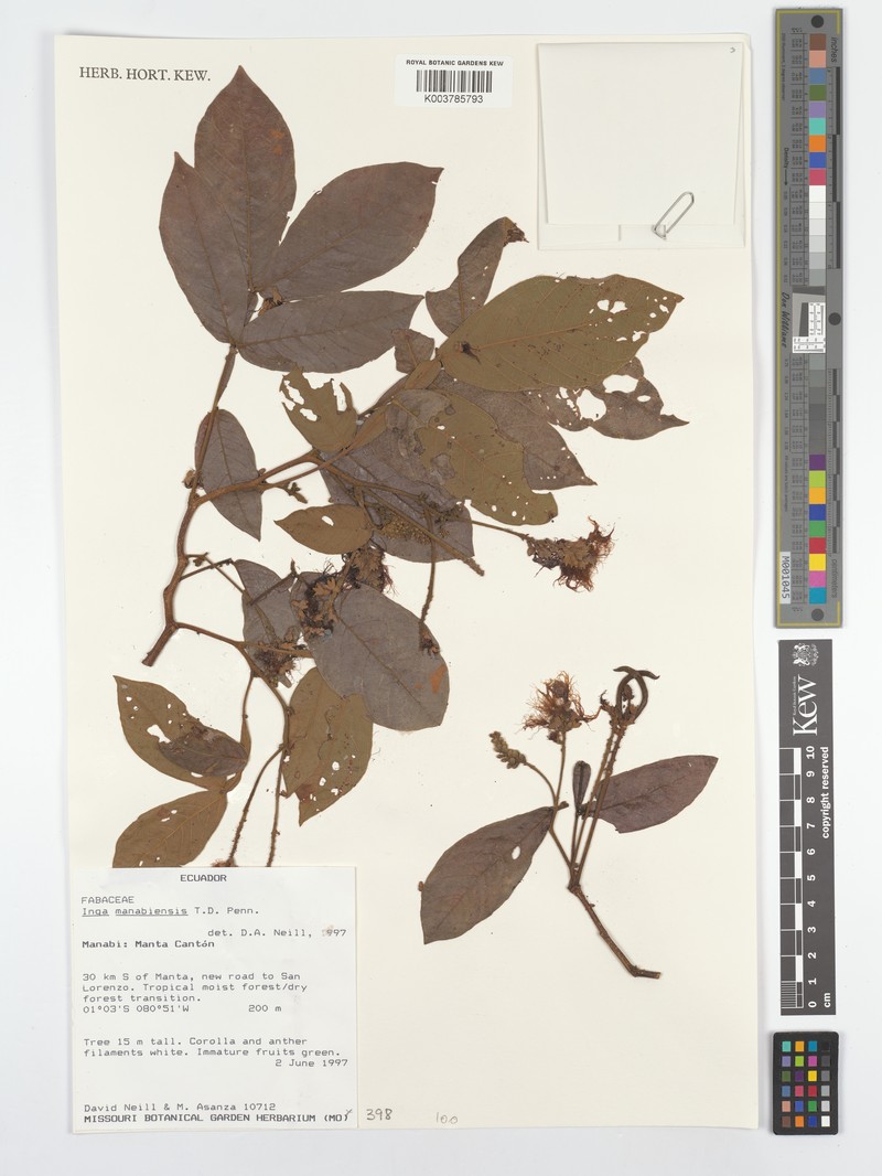 Inga manabiensis photo 3
