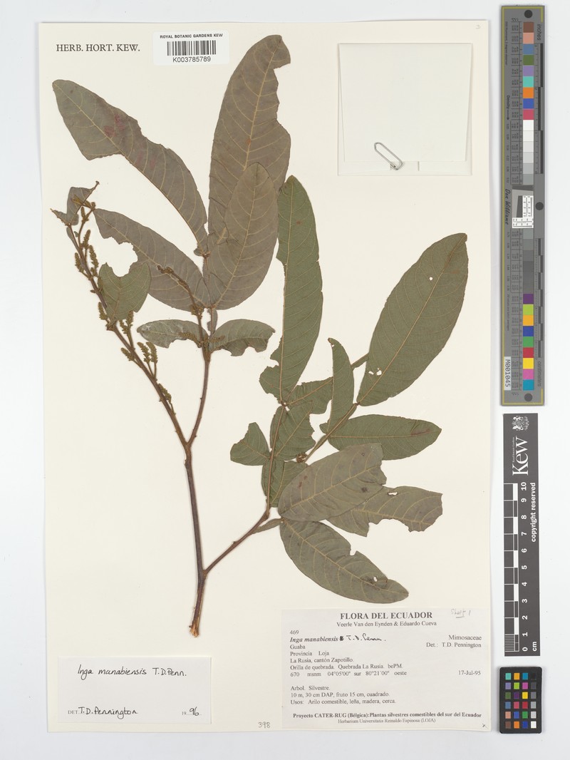 Inga manabiensis photo 4