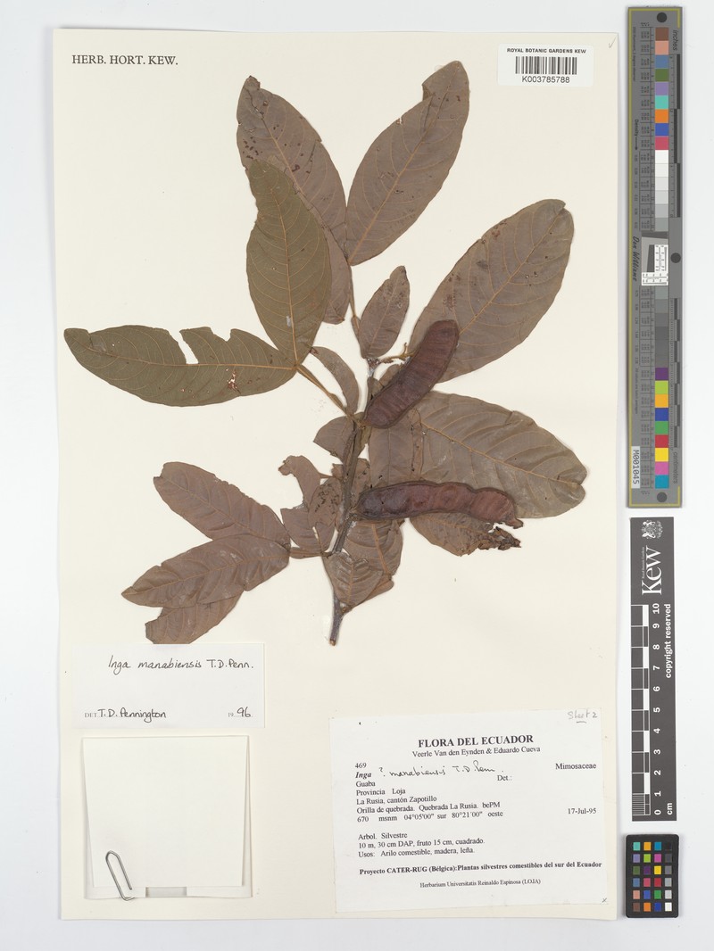 Inga manabiensis photo 5