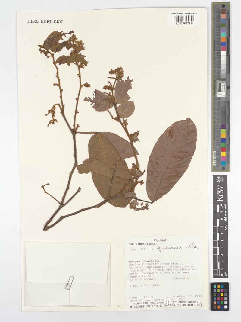Inga manabiensis photo 6