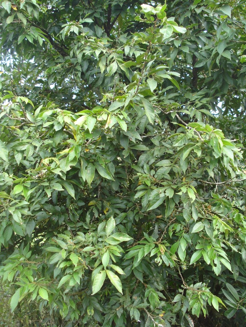 Inga marginata