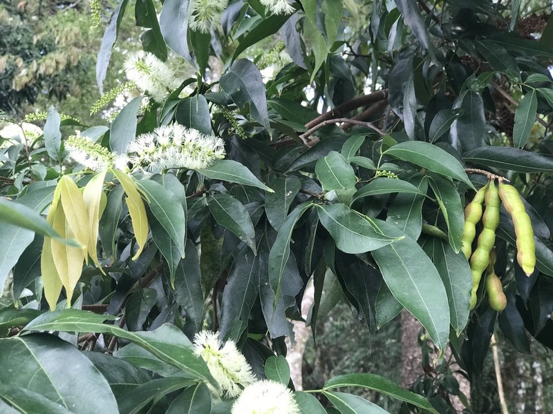 Inga marginata photo 2