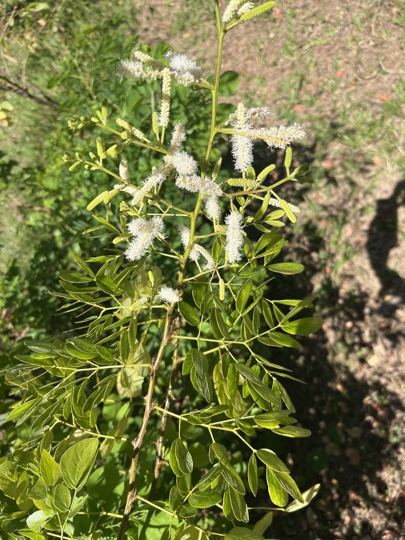 Inga marginata photo 3