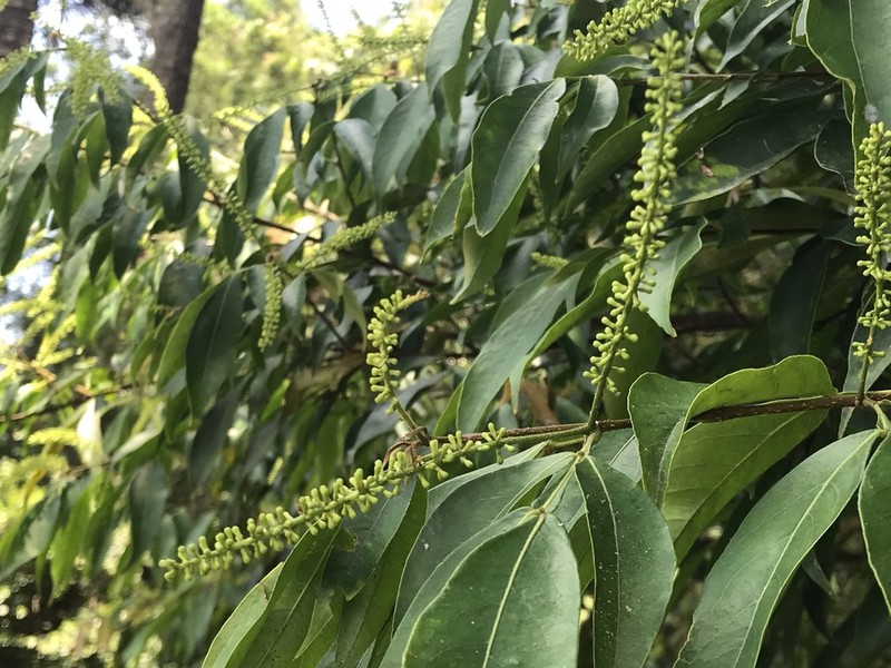 Inga marginata photo 4