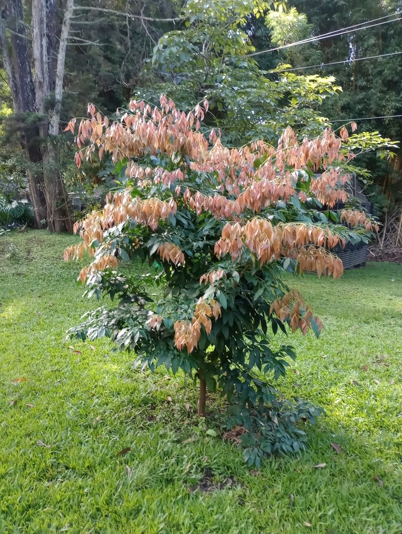Inga marginata photo 6