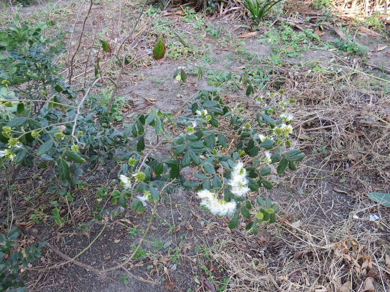Inga maritima