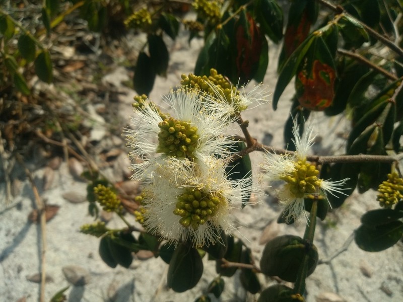 Inga maritima photo 2