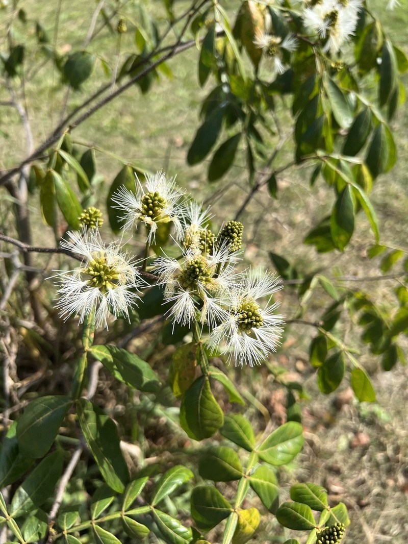 Inga maritima photo 3