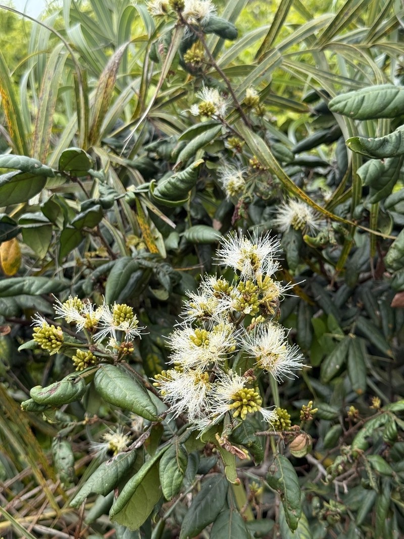 Inga maritima photo 4