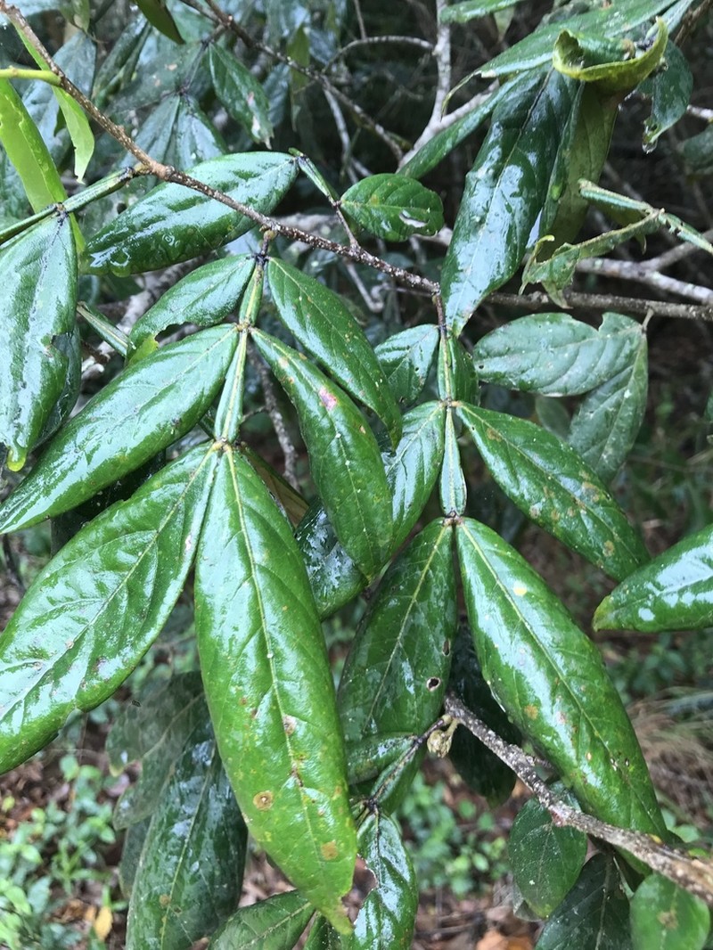 Inga maritima photo 5