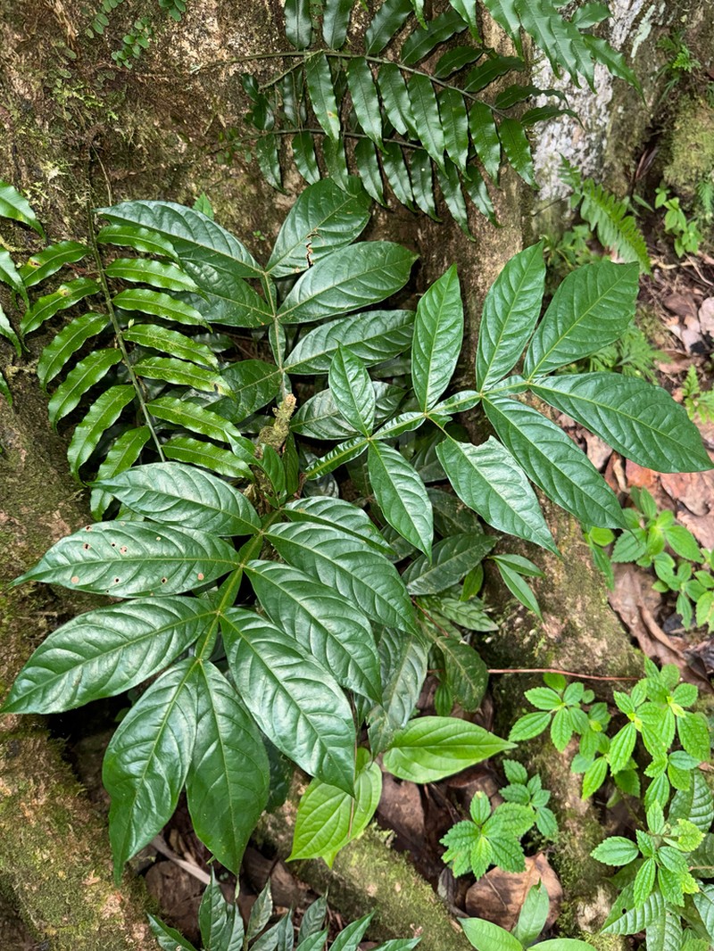 Inga martinicensis photo 2