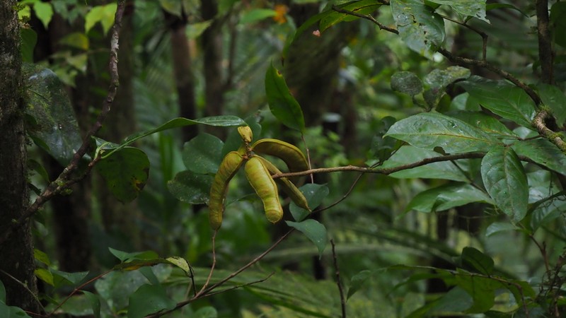 Inga martinicensis photo 3