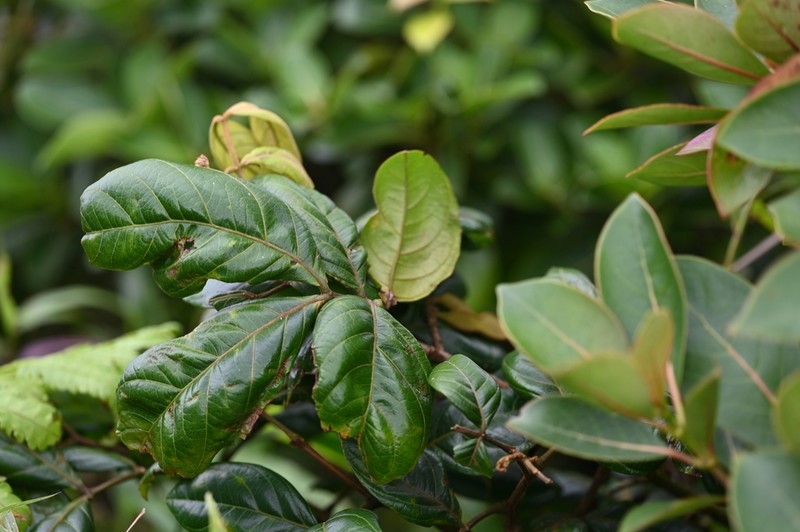 Inga martinicensis photo 4