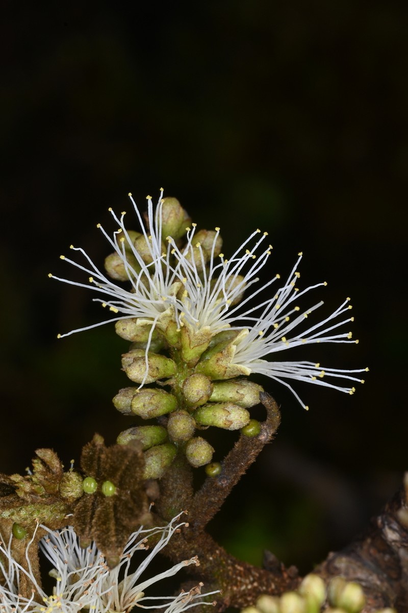 Inga martinicensis photo 5