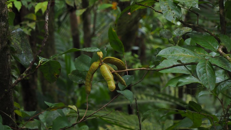 Inga martinicensis photo 6