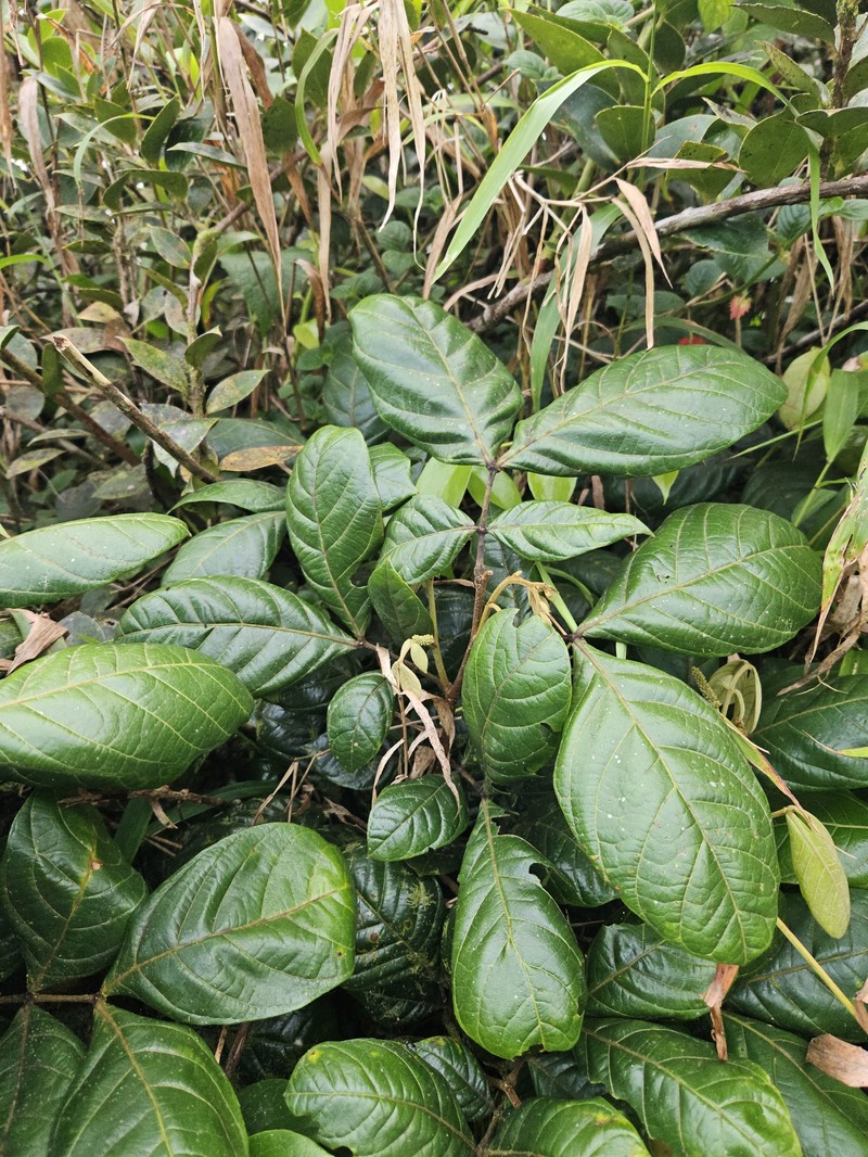 Inga martinicensis photo 8