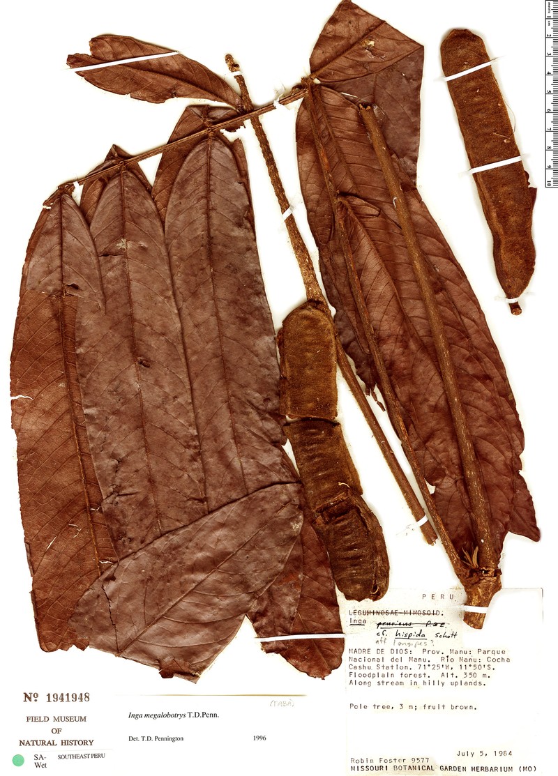 Inga megalobotrys