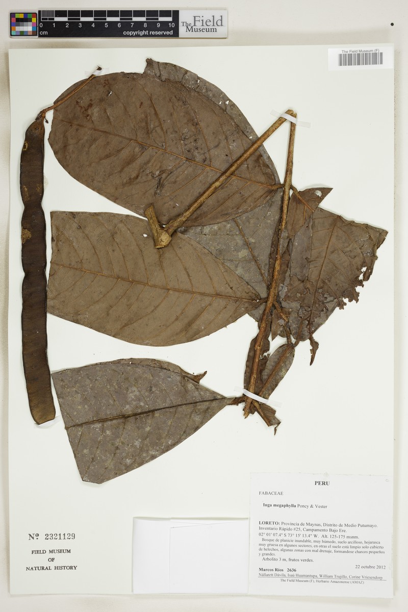 Inga megaphylla
