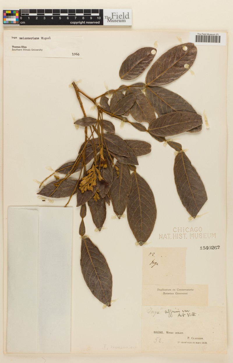 Inga meissneriana photo 2