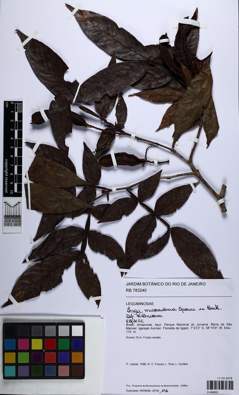 Inga micradenia