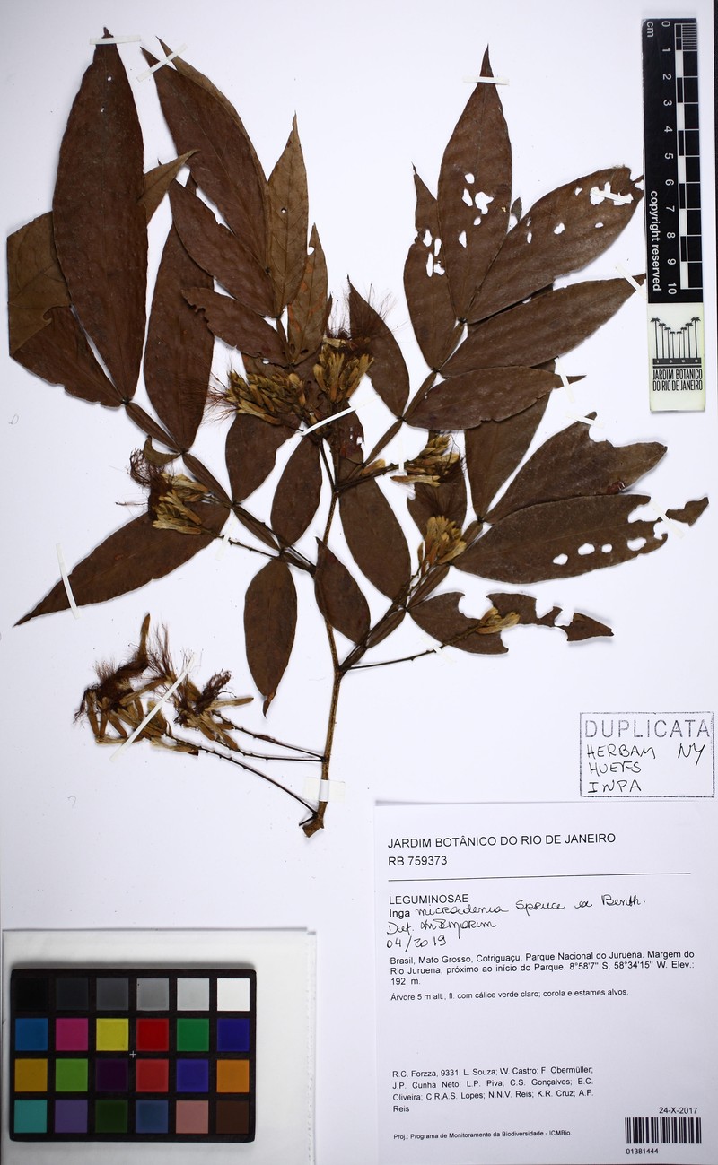 Inga micradenia photo 2