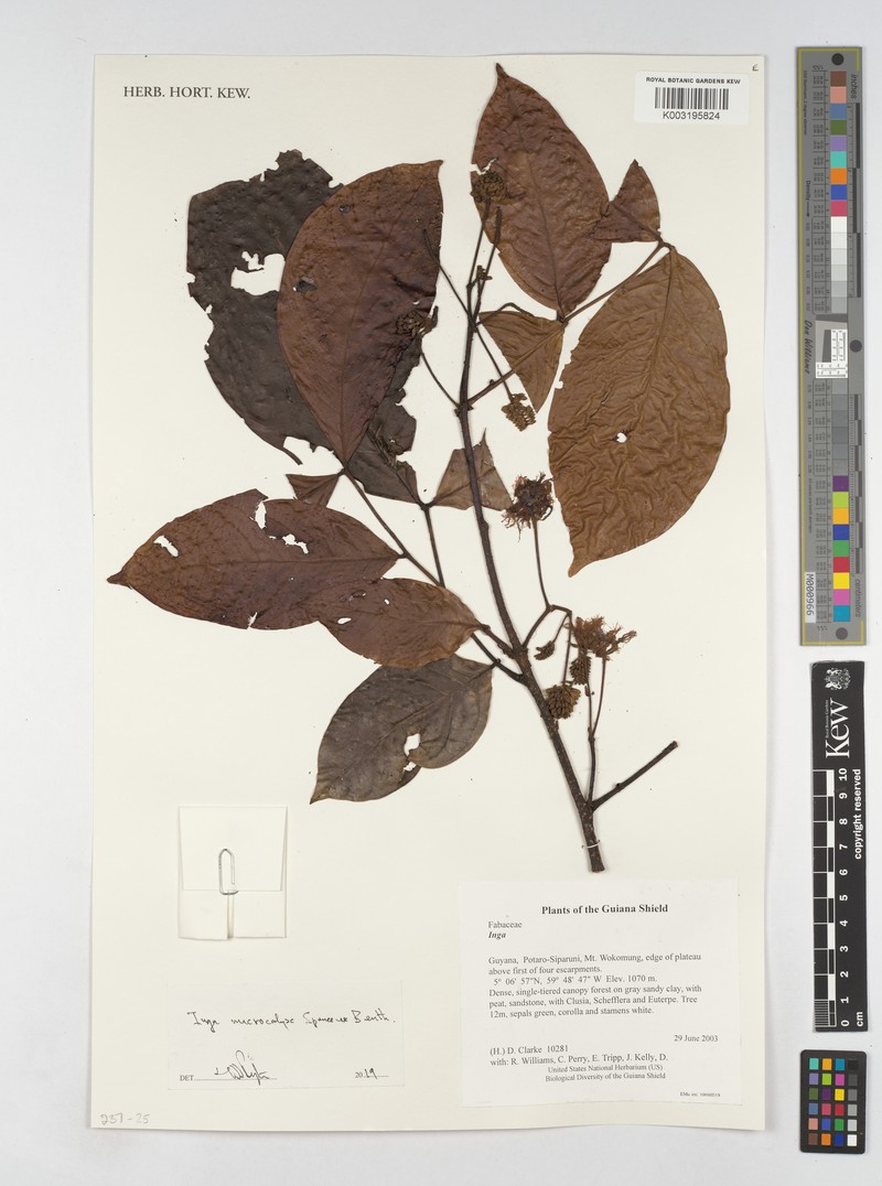 Inga microcalyx
