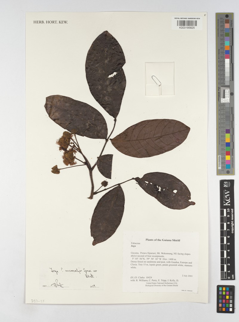 Inga microcalyx photo 2