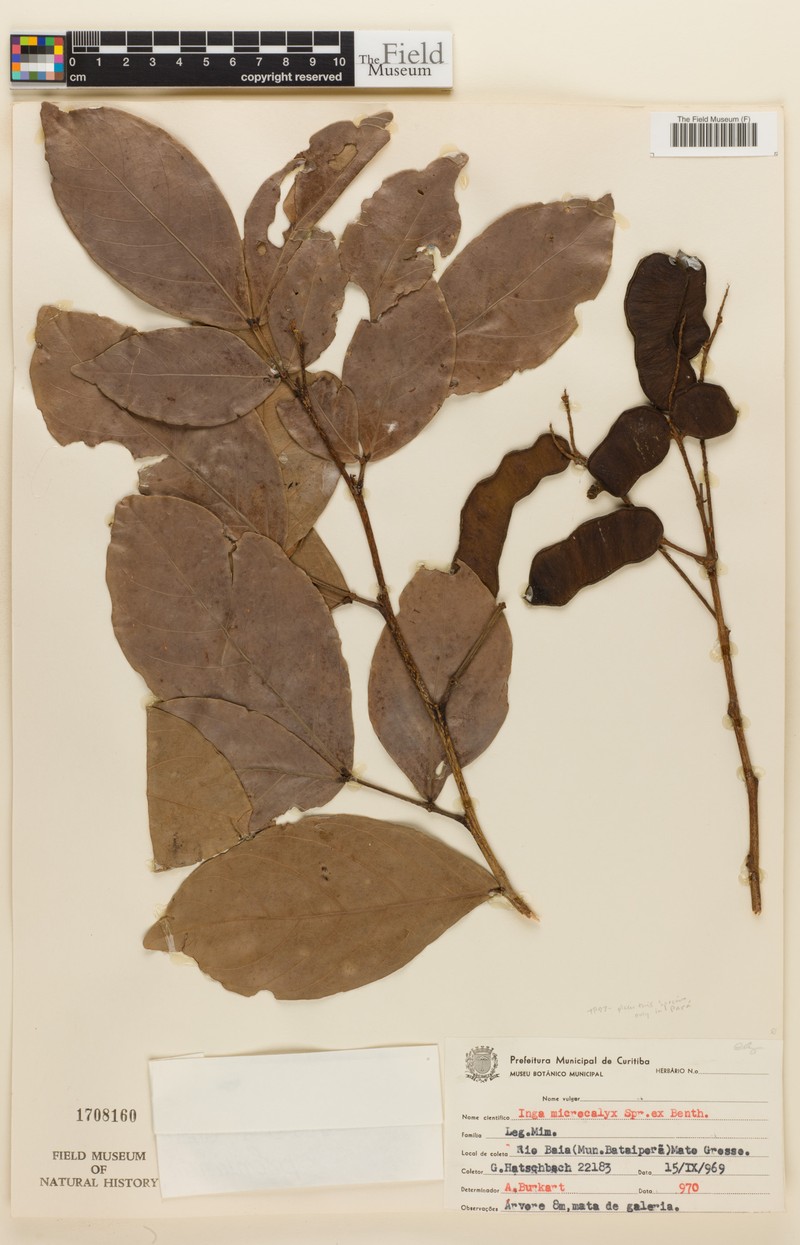 Inga microcalyx photo 3